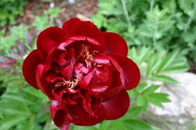IMG_2756 (2).JPG